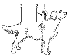 Et bilde som inneholder hund, sketch, strektegning, tegningKI-generert innhold kan være feil.